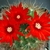 A cluster of bright red flowers with many petals and stamens.