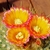 Cerioid cactus with three yellow, orange & red flowers.