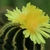 Ribbed cerioid cactus with 2 large yellow flowers.