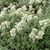 Form