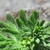 Close up of leaf pattern