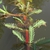 Close up of foliage