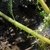 Stem