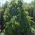 Parrotia persica