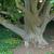 Parrotia persica