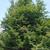 Parrotia persica