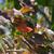 Parrotia persica