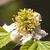 Close up of flower