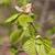 Leaves and stem