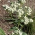 Form