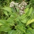 Form