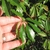 Hand cradling a palmately compound leaf. Leaflets shiny, toothed