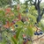 Palmately compound leaves & blue fruits on red axes