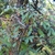 Palmately compound leaves & blue fruits on red axes
