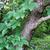 Parthenocissus quinquefolia