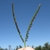 Typical Y-shaped inflorescence.