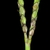 Double spike inflorescence