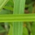 Leaf blade detail