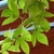 Vine with three-lobed leaves.