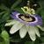 Passiflora caerulea