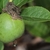 A round, green, golf-ball-sized fruit.