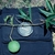vine bearing a round, green, golf-ball-sized fruit.