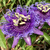 Close-up of single purple flower with spiky corona.