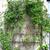 Form on a trellis
