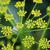 Pastinaca sativa