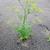 Pastinaca sativa