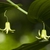 Streptopus amplexifolius