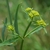 Patrinia scabiosifolia
