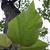 Leaf closeup