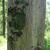 Bark