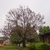 bare tree with clusters of pink flowers