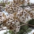 Tubular white flowers with darker throats