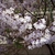 Clusters of tubular flowers, white inside, lavender outside