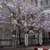 bare tree with clusters of pink-lavender flowers
