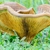 Form