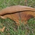 Form