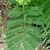 Bipinnately compound leaves with small oval leaflets