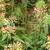 Pedicularis canadensis
