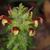 Bicolor flower