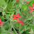 Silene virginica