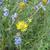 Silphium terebinthinaceum