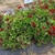 Trial bed with plants with ruffled leaves & dark flowers.