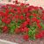 Pelargonium