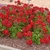 A trial plot with plants covered in red spherical clusters.