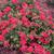 Pelargonium 'Caliente Coral' Flower