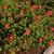 Pelargonium